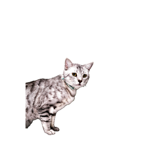 A Graceful Grey Cat Poses Elegantly With Lush Green Leaves In The Background. 19760 - Cat PNG image with transparent background